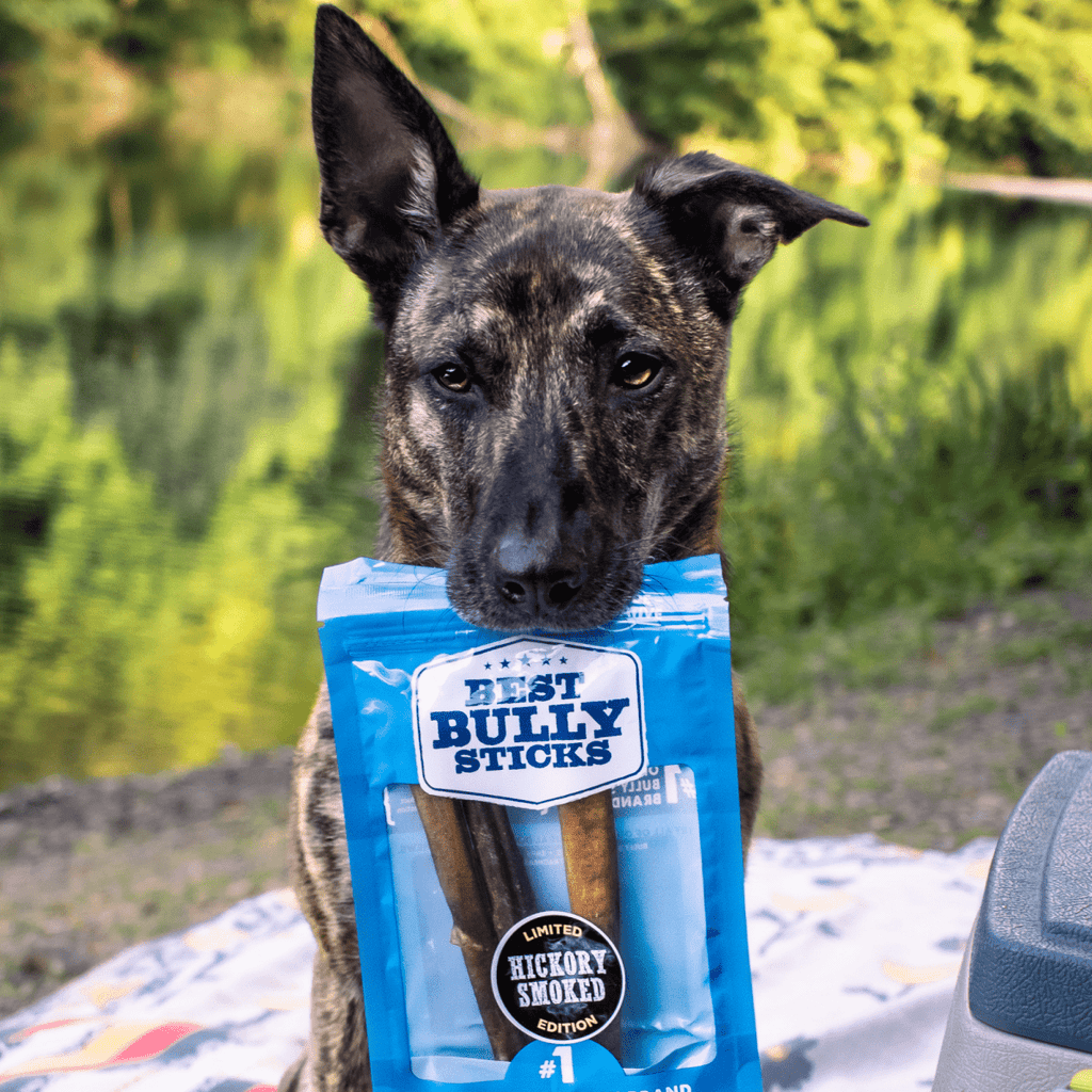 A dog sits on a blanket outdoors near water and trees, holding a box of Best Bully Sticks Hickory Smoked Sampler Box chews.