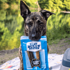 A dog sits on a blanket outdoors near water and trees, holding a box of Best Bully Sticks Hickory Smoked Sampler Box chews.