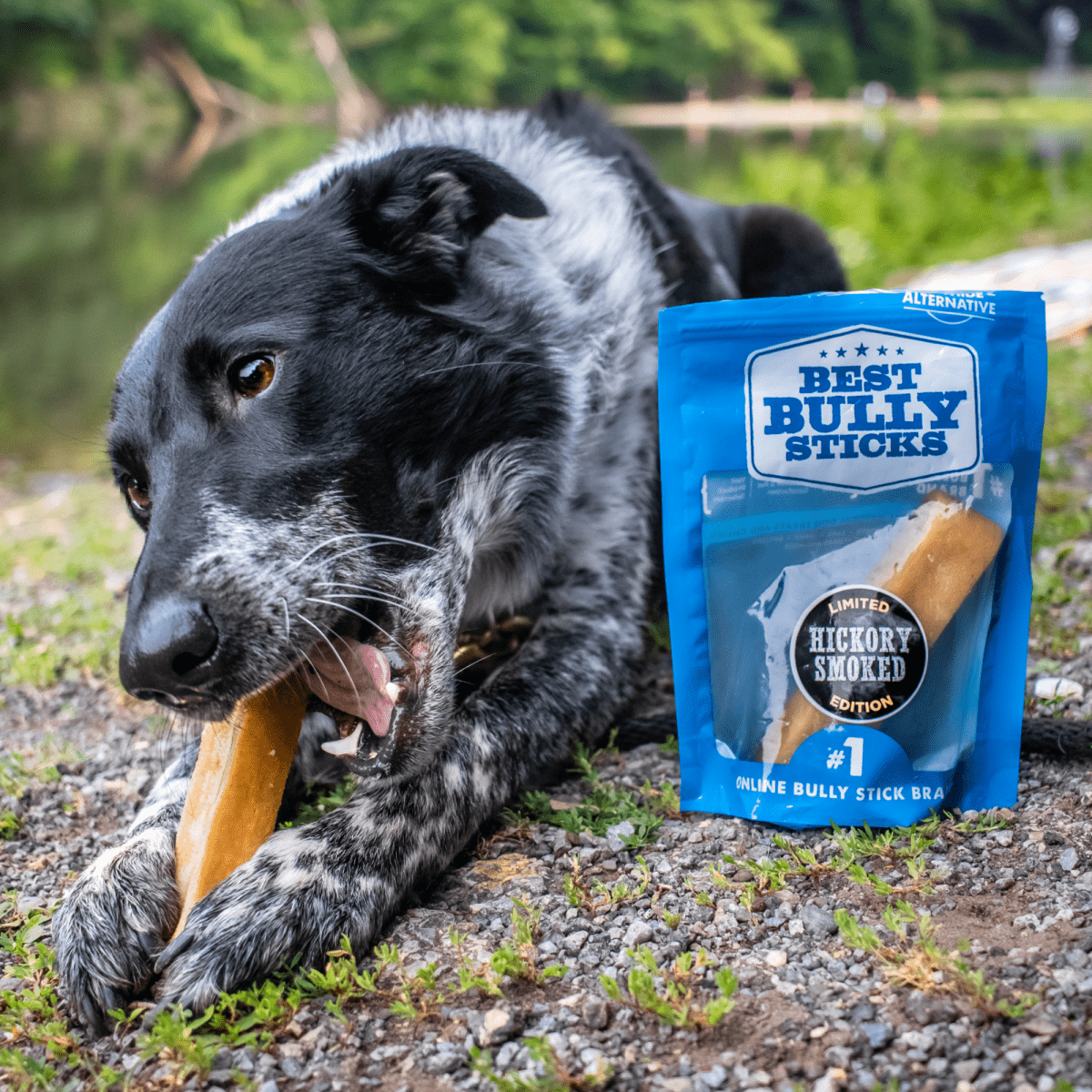 A black and white dog chews on a treat from the Best Bully Sticks Hickory Smoked Sampler Box next to a blue bag outdoors near a lake.