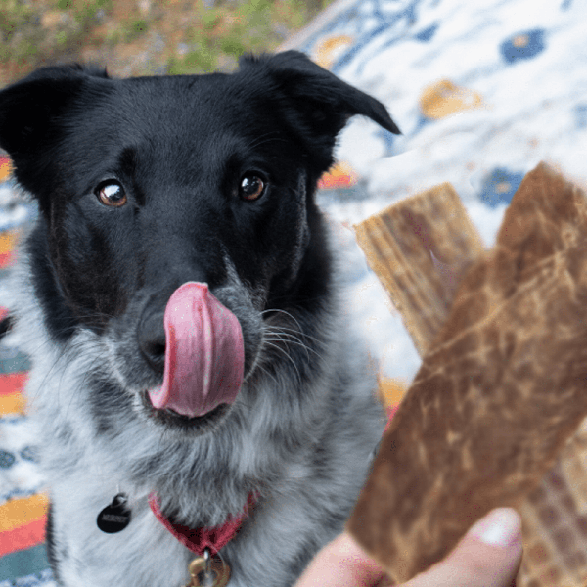 A black and white dog with a collar sits on a blanket, licking its nose while eagerly eyeing a hand holding the Best Bully Sticks Hickory Smoked Sampler Box.