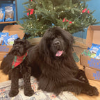 A large and a small black dog wearing plaid bandanas sit by a Christmas tree with Best Bully Sticks Hickory Smoked Sampler Box treats nearby.