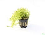 Aquarium Plant product image 1