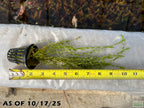 Aquarium Plant product image 2