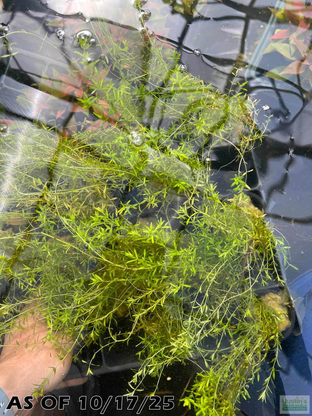 Aquarium Plant product image 3
