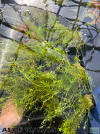 Aquarium Plant product image 3