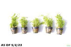 Aquarium Plant product image 4