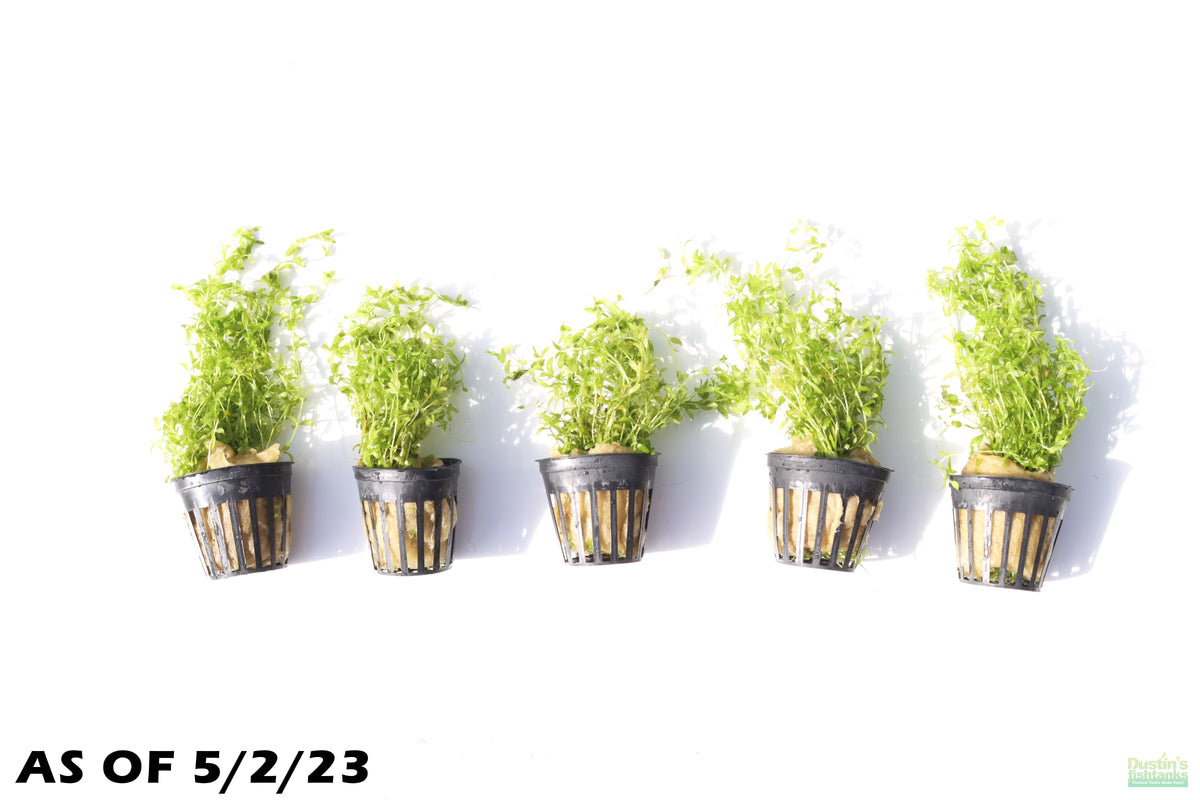 Aquarium Plant product image 4