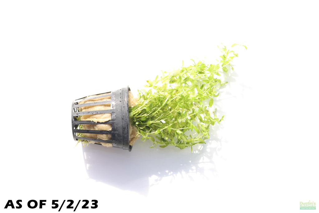 Aquarium Plant product image 5
