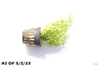 Aquarium Plant product image 5