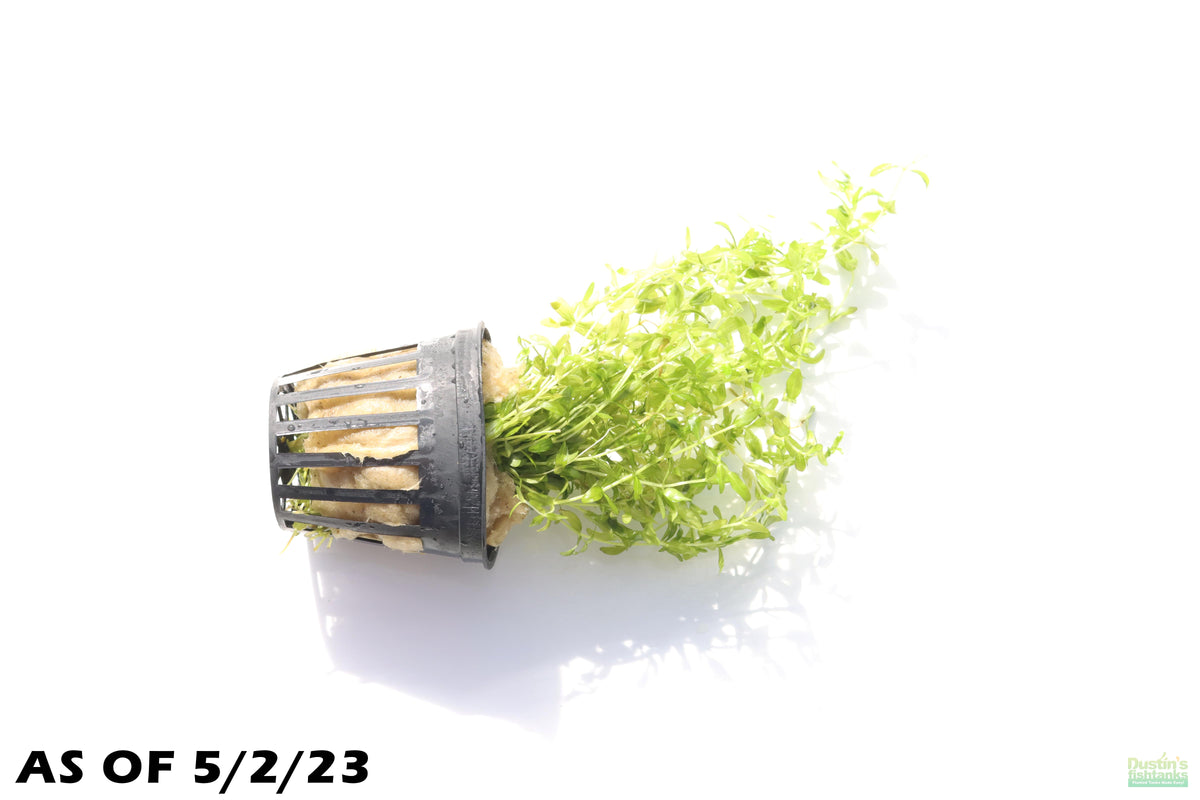 Aquarium Plant product image 5