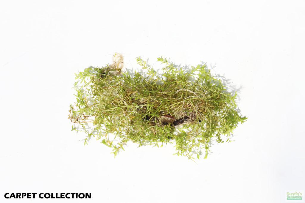 Aquarium Plant product image 6
