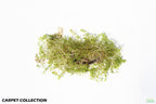 Aquarium Plant product image 6