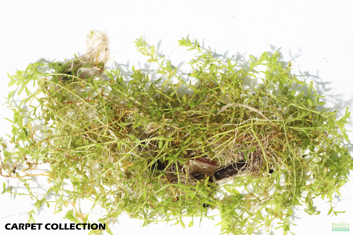 Aquarium Plant product image 7