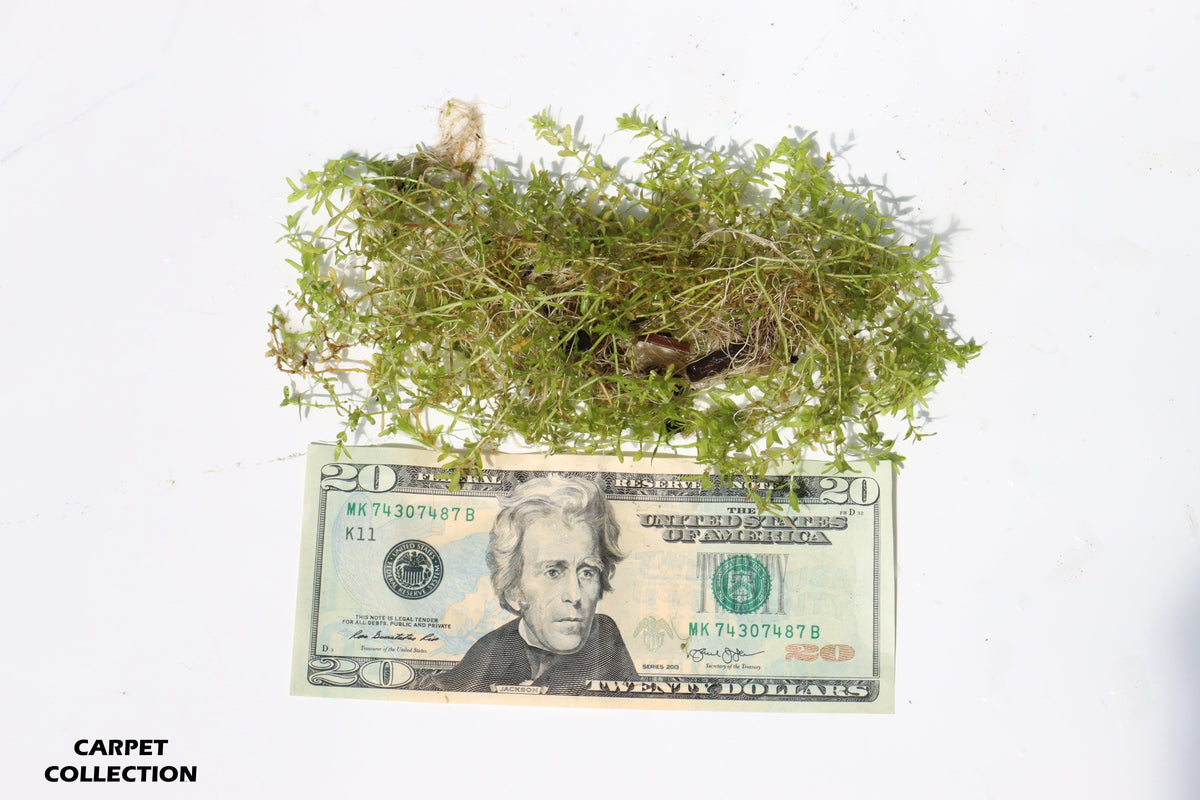 Aquarium Plant product image 8