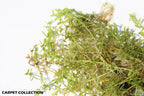 Aquarium Plant product image 9