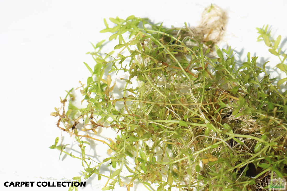 Aquarium Plant product image 9