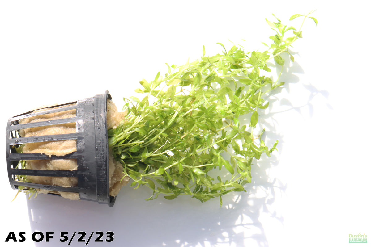 Aquarium Plant product image 10