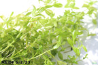 Aquarium Plant product image 11