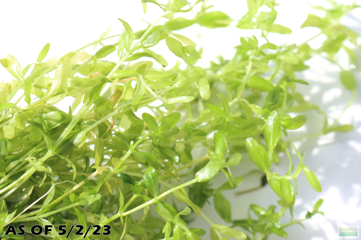 Aquarium Plant product image 11