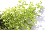 Aquarium Plant product image 12