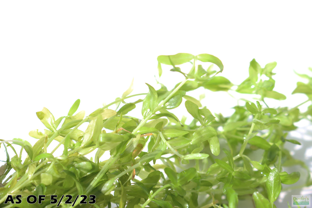 Aquarium Plant product image 13