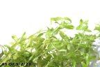 Aquarium Plant product image 13
