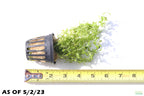 Aquarium Plant product image 14