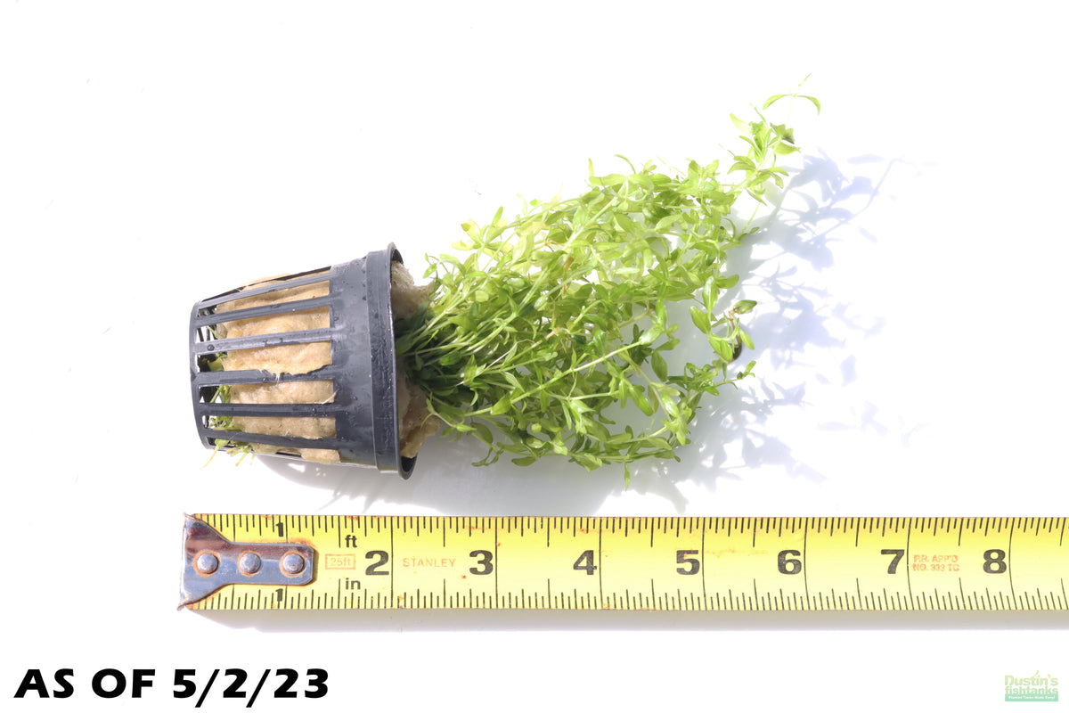 Aquarium Plant product image 14