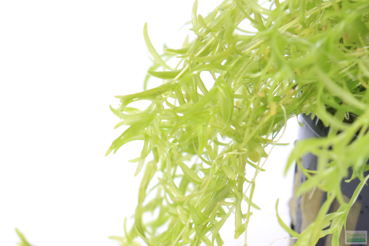 Aquarium Plant product image 15