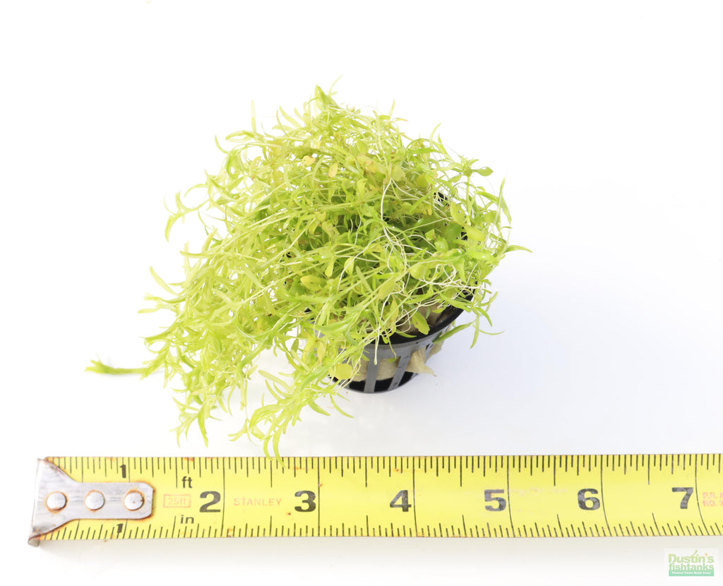 Aquarium Plant product image 17