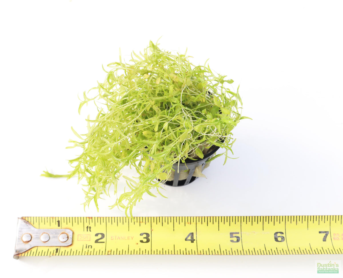 Aquarium Plant product image 17