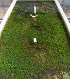 Aquarium Plant product image 18