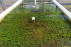 Aquarium Plant product image 19