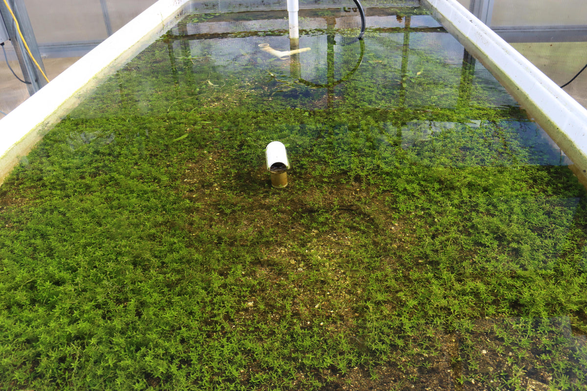 Aquarium Plant product image 19