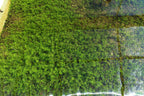 Aquarium Plant product image 20
