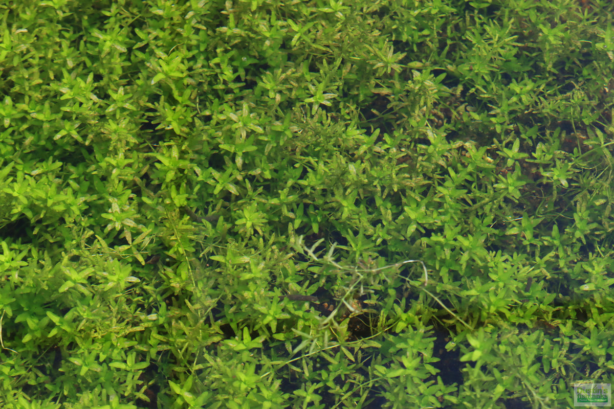 Aquarium Plant product image 21
