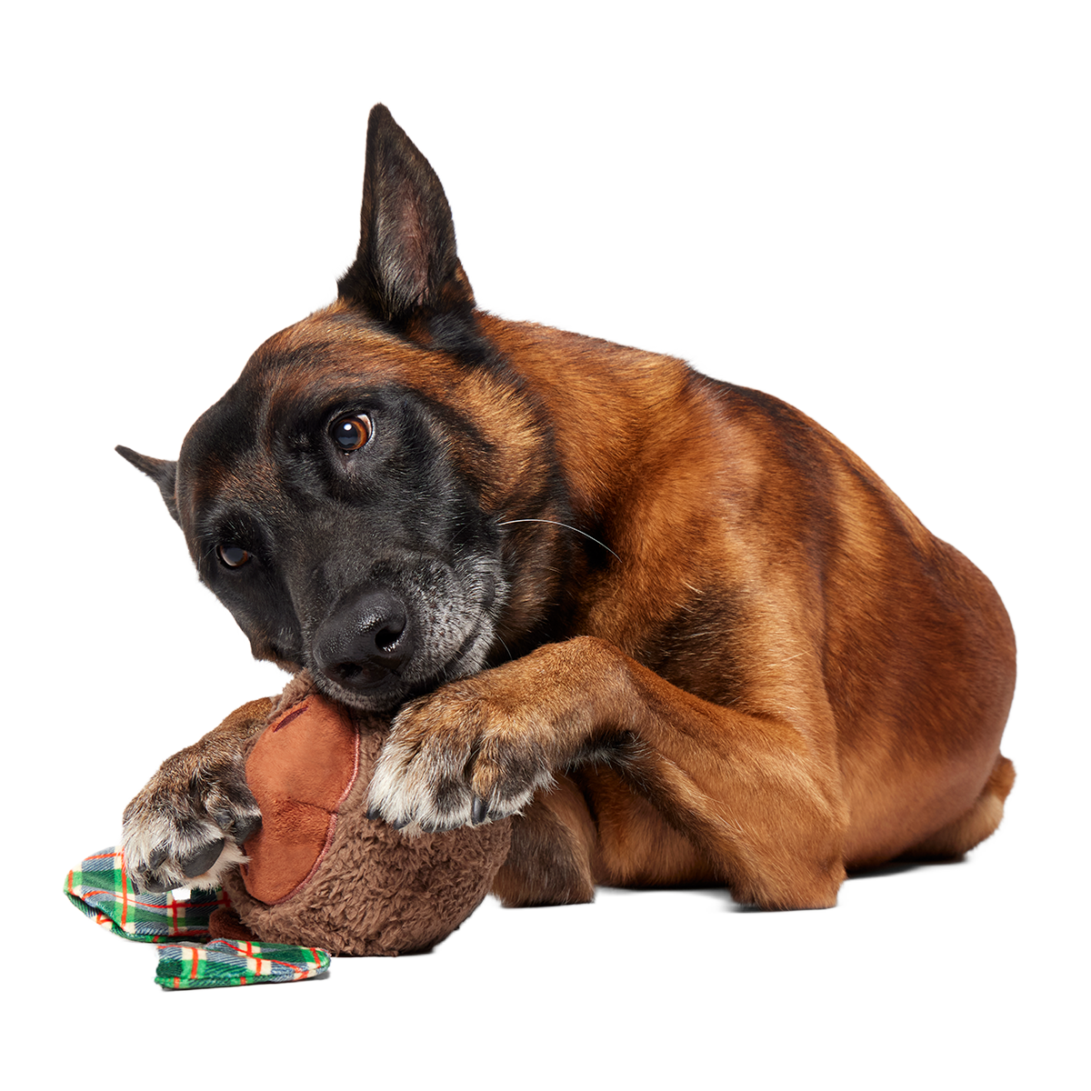 Two-Layer Plush Dog Toy product image 3