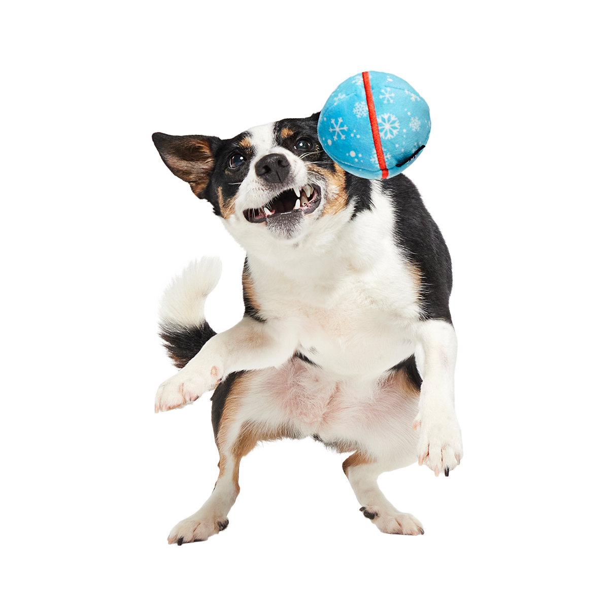Dog Fetch Ball product image 4
