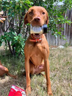 Dog Meal Topper product image 6