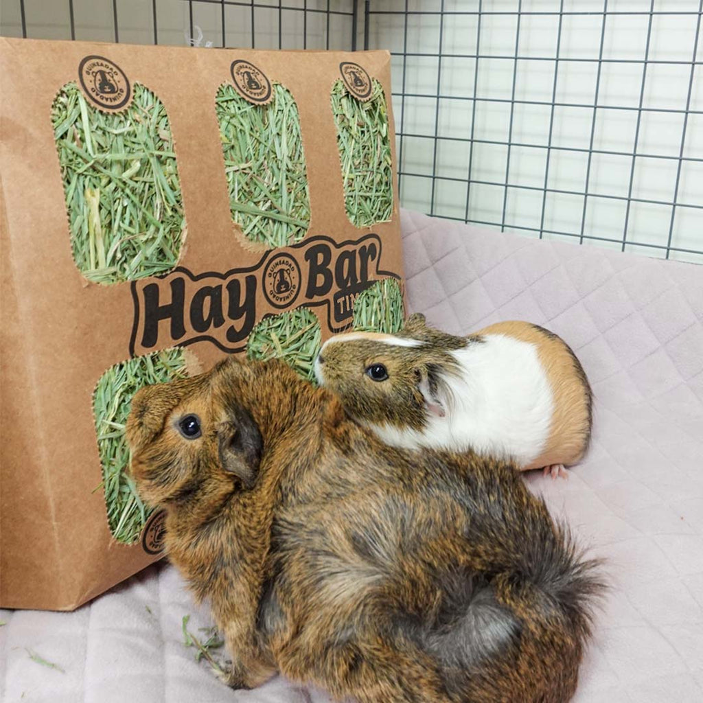 Timothy Hay Bars for Small Pets product image 2