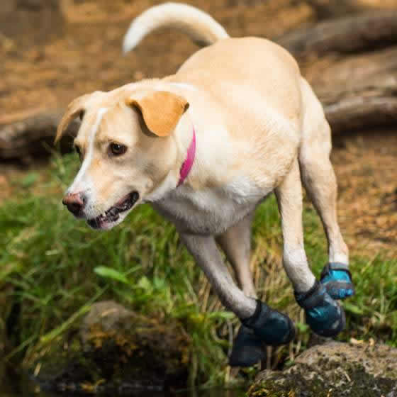 Dog Boots product image 8