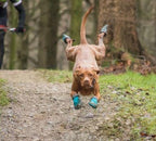 Dog Boots product image 11