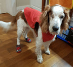 Dog Boots product image 12