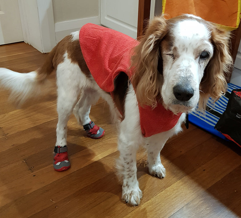 Dog Boots product image 12
