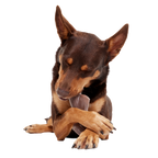 Nylon Dog Toy product image 2