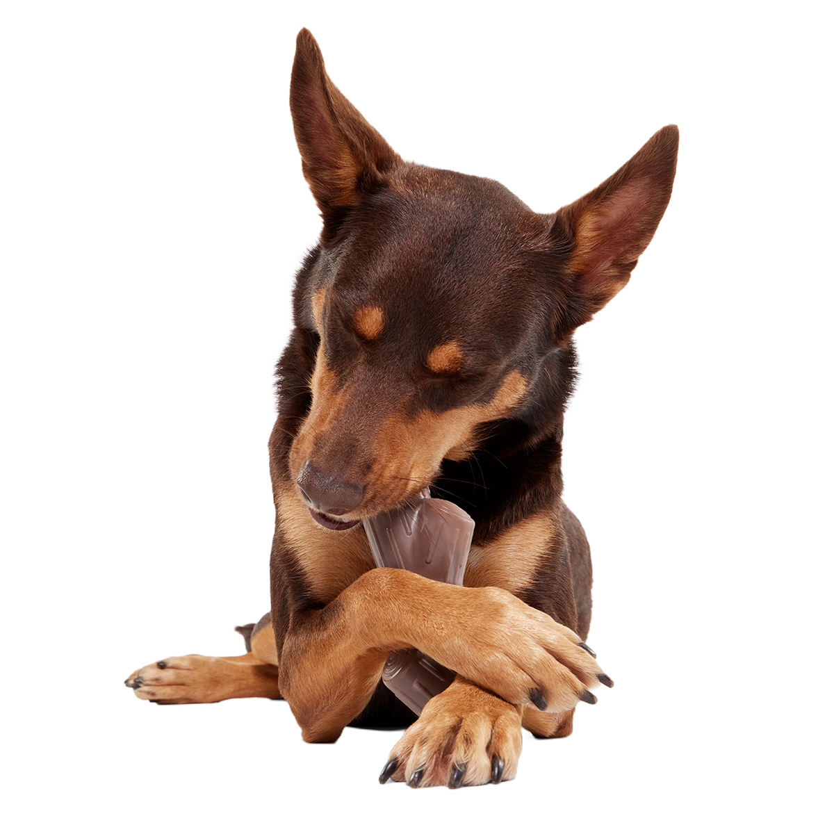 Nylon Dog Toy product image 2