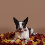 Nylon Dog Toy product image 4