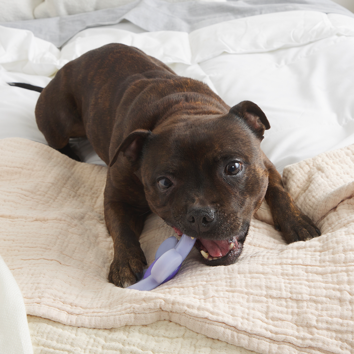 Dog Chew Toy product image 2