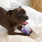 Dog Chew Toy product image 3