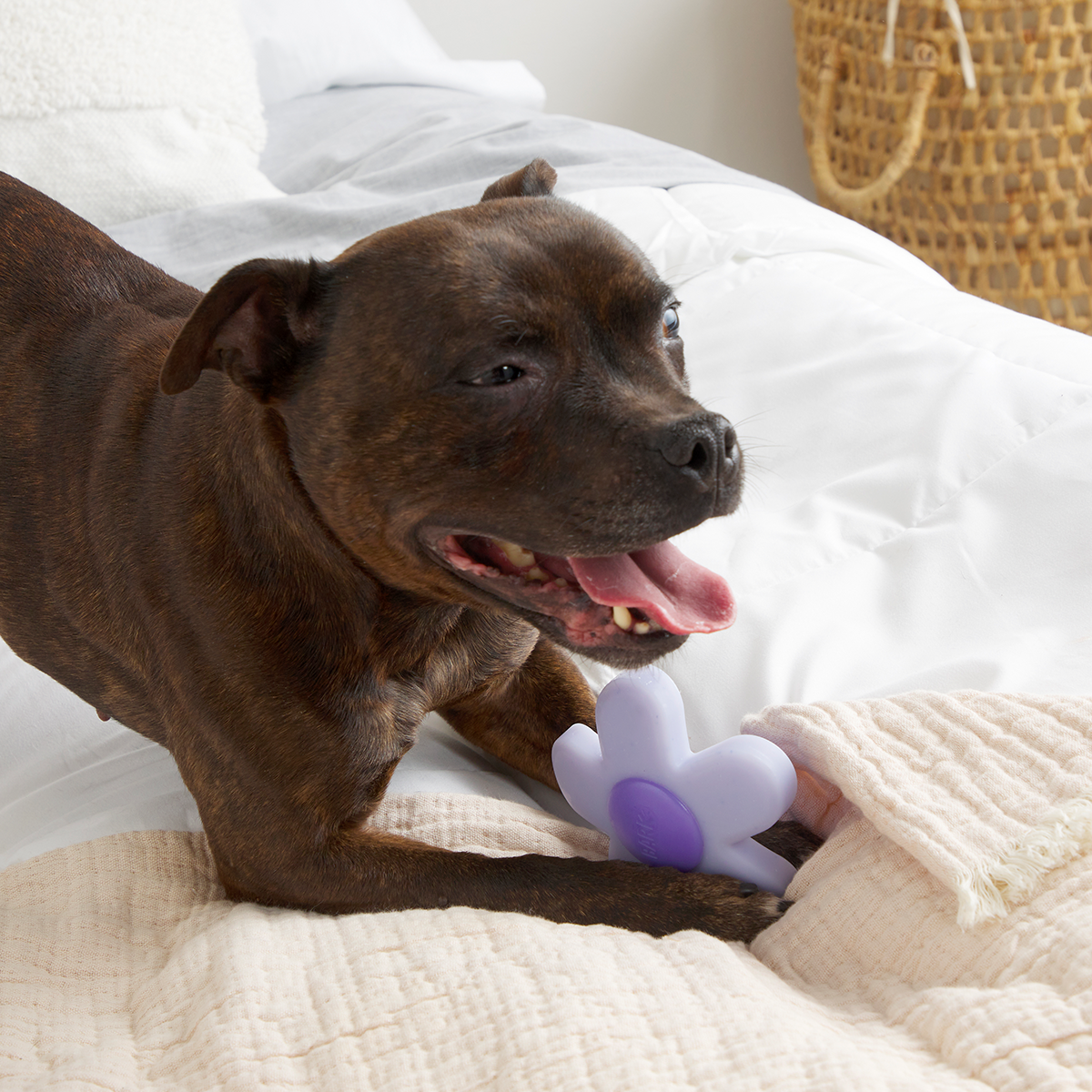 Dog Chew Toy product image 3